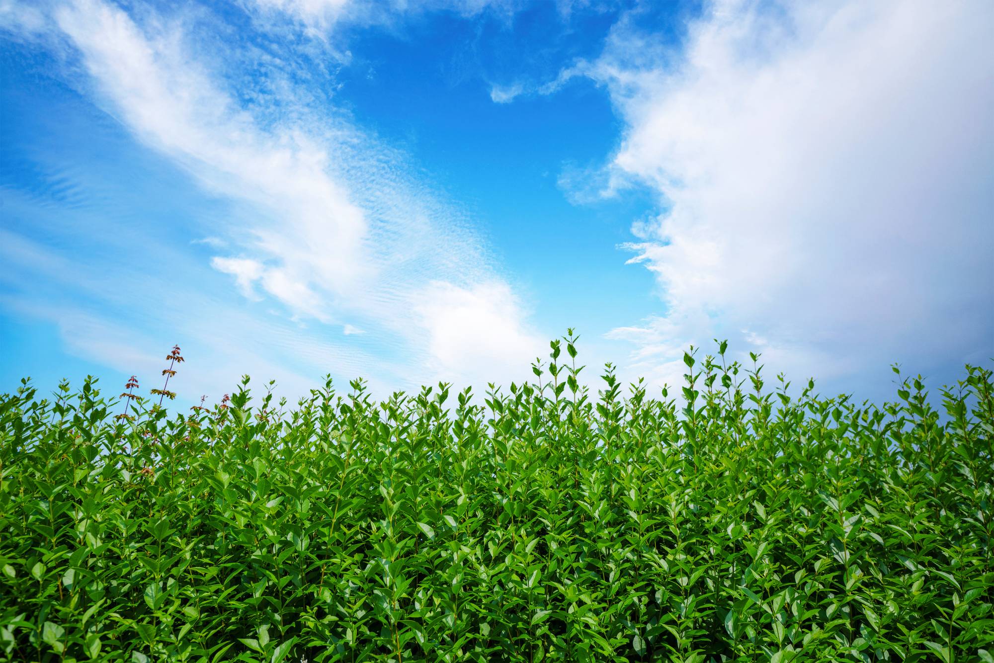 CLOTURE_VEGETALE | Les Couz Quels sont les différents types de clôtures ? Wittelsheim 3